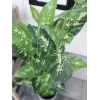 EUROPALMS Dieffenbachia kunstplant 120cm 82508306