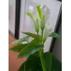 EUROPALMS Calla mini kunstmatige Calla-lelie plant, wit, 43 cm 82540347