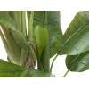 EUROPALMS kunstmatige bananenboom, 170cm, groene bladeren, zwarte pot 82509539