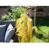EUROPALMS kunstmatige rietgrasbundel, 118 cm 82600136