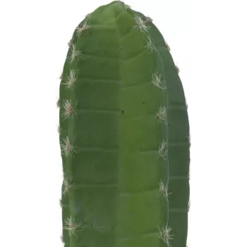 EUROPALMS Mexicaanse cactus kunstplant, groen, 97 cm 82801070