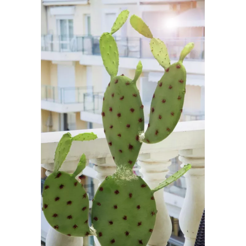 EUROPALMS bladcactus kunstplant, 75 cm 82600068