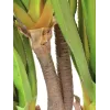 EUROPALMS Sabretooth agave kunstplant, 185 cm 82600030