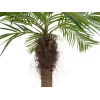 EUROPALMS Luxor gebogen kunstmatige phoenixpalm, 240 cm 82510726