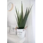 EUROPALMS kunstmatige aloë vera plant, 60 cm, zwarte pot 82600167