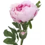 EUROPALMS Peony Branch Classic, kunstplant, roze, 80cm 82530210