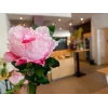 EUROPALMS Peony Branch Classic, kunstplant, roze, 80cm 82530210