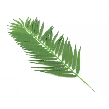 EUROPALMS kokospalmblad, kunstmatig, 110cm, 12-pack 82509897