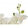 EUROPALMS orchidee kunstplant, crème, 80cm 82530361