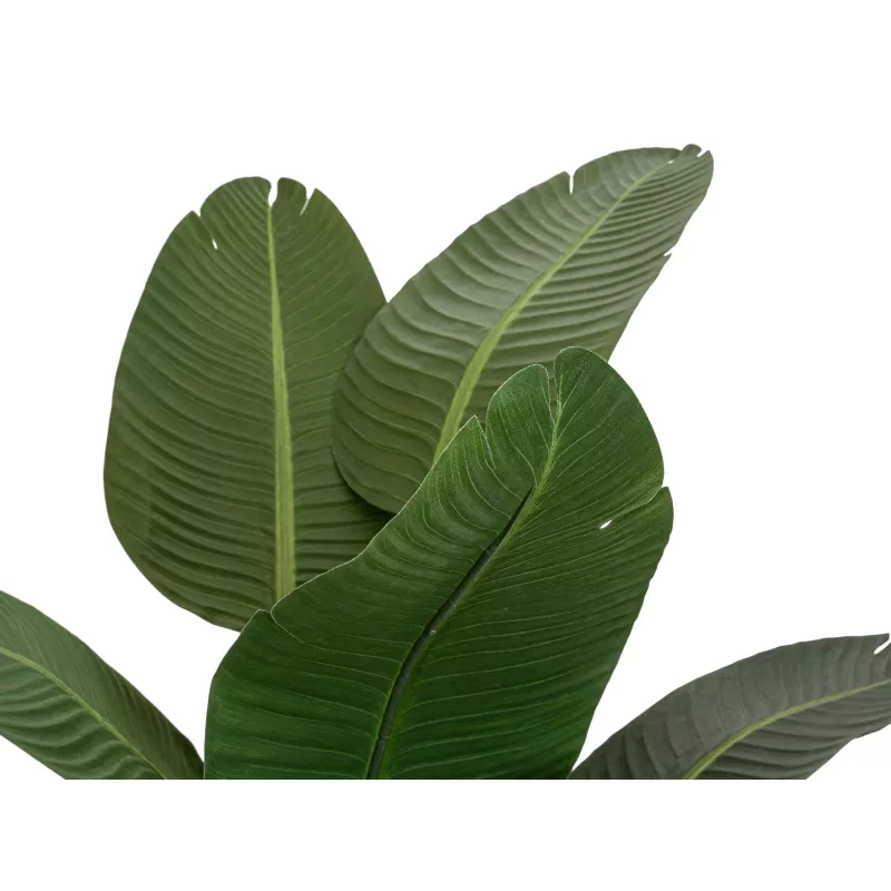 EUROPALMS kunststrelitzia, 170 cm 82540523