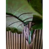 EUROPALMS Alocasia kunstplant, 140 cm, groen, zwarte pot 82508464