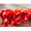 EUROPALMS Cymbidium tak, kunstmatig, rood, 90 cm (82530315)