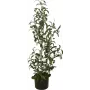 EUROPALMS kunstolijfboom, 90 cm 82506422
