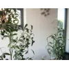 EUROPALMS kunstolijfboom, 90 cm 82506422