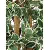 EUROPALMS zilverficus Benjamina kunstplant, 180 cm 82506116