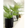 EUROPALMS kunstmatige waaierpalm in pot, 55 cm 82509401