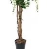 EUROPALMS Goldregen kunstplant, wit, 150cm (82507105)