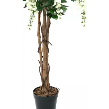 EUROPALMS Goldregen kunstplant, wit, 150cm (82507105)