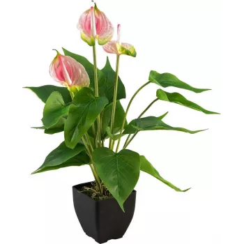 EUROPALMS kunstanthurium, wit-roze 82540348