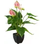 EUROPALMS kunstanthurium, wit-roze 82540348