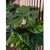 EUROPALMS Monstera deliciosa kunstplant, 90cm 82600220
