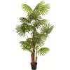 EUROPALMS kunstmatige waaierpalm, 165 cm 82509305