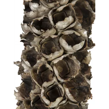 EUROPALMS Cacho Coco kunstmatige kokospalm, 120-190 cm, echte houten stam, 12 bladeren, indoor 83502349