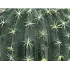 EUROPALMS kunstbolcactus, 34 cm 82600063