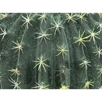 EUROPALMS kunstbolcactus, 34 cm 82600063