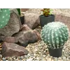 EUROPALMS kunstbolcactus, 34 cm 82600063