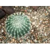 EUROPALMS kunstbolcactus, 34 cm 82600063