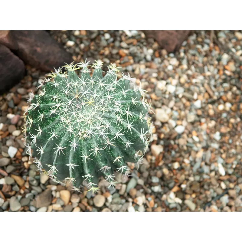 EUROPALMS kunstbolcactus, 34 cm 82600063