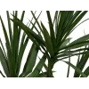 EUROPALMS Dracena kunstplant, groen, 170 cm 82505799