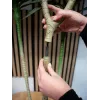 EUROPALMS Dracena kunstplant, groen, 170 cm 82505799