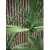 EUROPALMS Dracena kunstplant, groen, 170 cm 82505799