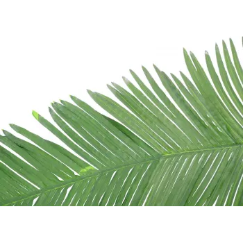 EUROPALMS kunstmatige kokos-koningspalmblad, 180cm 82509847