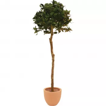 EUROPALMS Kunstmatige laurierbolboom, 180cm 82506946