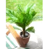 EUROPALMS Cycas palm kunstplant, 70 cm 82509604