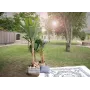 EUROPALMS kunstbananenboom, 210 cm 82509507