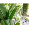 EUROPALMS kunstbananenboom, 210 cm 82509507