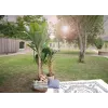 EUROPALMS kunstbananenboom, 210 cm 82509507