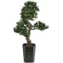EUROPALMS bonsai Podocarpus kunstplant, 80 cm 82600116