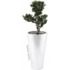 EUROPALMS bonsai Podocarpus kunstplant, 80 cm 82600116