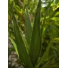 EUROPALMS aloë (EVA), kunstmatig, groen, 50cm (82530570)