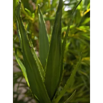 EUROPALMS aloë (EVA), kunstmatig, groen, 50cm (82530570)