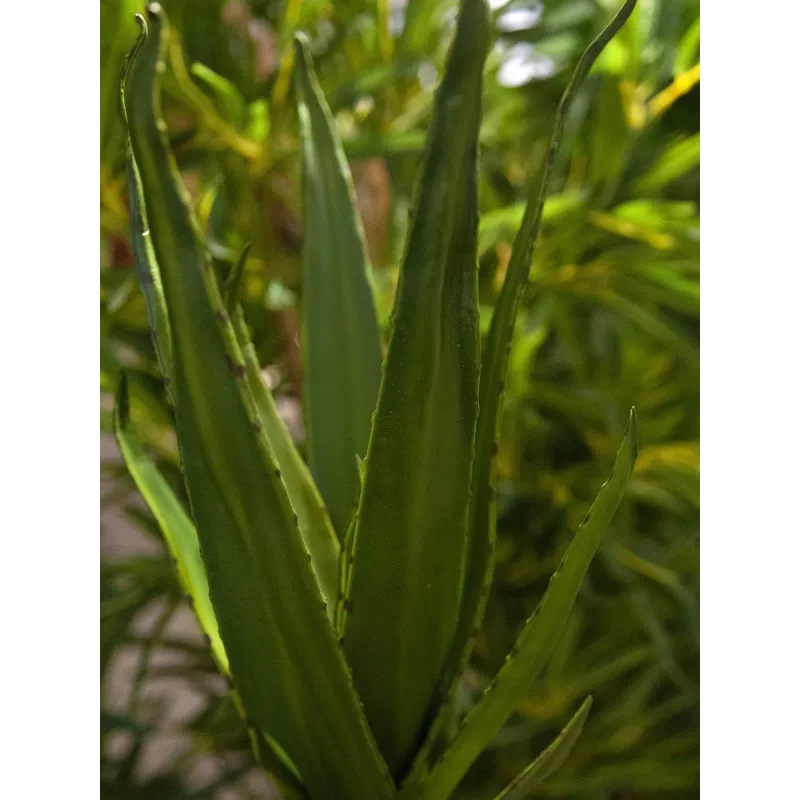 EUROPALMS aloë (EVA), kunstmatig, groen, 50cm (82530570)