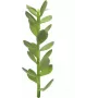 EUROPALMS geluksboom scheut kunstplant, 30cm 82809010