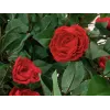 EUROPALMS camelliaboom rood met pot, kunstplant, 180cm 82507226