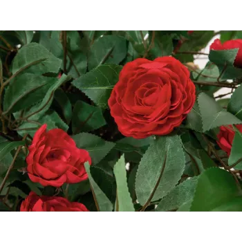 EUROPALMS camelliaboom rood met pot, kunstplant, 180cm 82507226