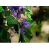 EUROPALMS Bougainvillea lavendel kunstplant 180cm 82507036